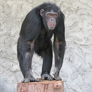 Chimpanzee