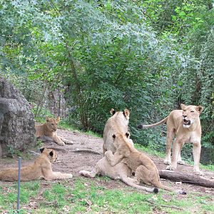 Bronx Zoo 2010 - Lionesses with cubs