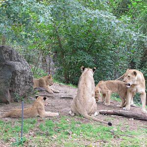 Bronx Zoo 2010 - Lionesses with cubs