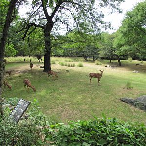 Bronx Zoo 2010 - Part of famous African Savannah exhibit