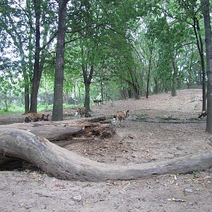 Bronx Zoo 2010 - Part of African Wild Dog exhibit