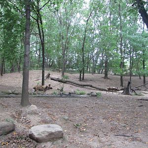 Bronx Zoo 2010 - Another part of African Wild Dog exhibit