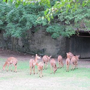 Bronx Zoo 2010 - Lowland Nyalas go in for the night