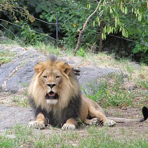 Bronx Zoo 2010 - African Lion male