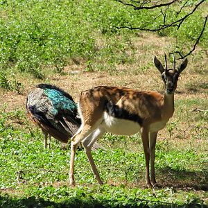 Bronx Zoo 2010 - Thomsons Gazelle
