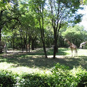 Bronx Zoo 2010 - Part of Giraffe and Ostrich exhibit
