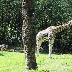 Bronx Zoo 2010 - Giraffe and Ostrich
