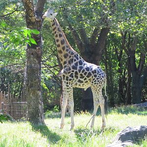 Bronx Zoo 2010 - Giraffe