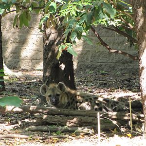 Bronx Zoo 2010 - Spotted Hyena