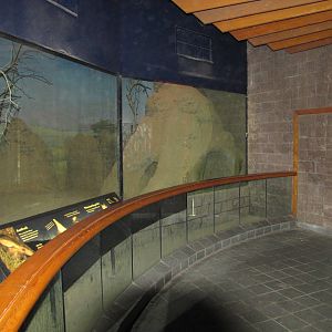 Bronx Zoo 2010 - Aardvark section in Carter Giraffe House