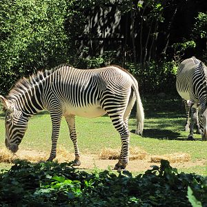 Bronx Zoo 2010 - Grevy Zebra