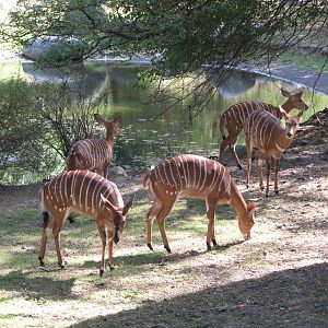 Bronx Zoo 2010 - Lowland Nyala
