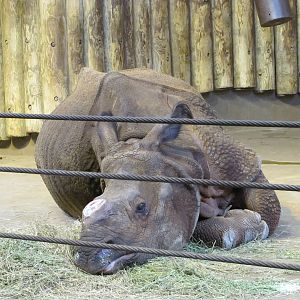Bronx Zoo 2010 - Indian Rhinoceros in Zoo Center on historic Astor Court