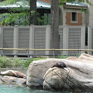 Bronx Zoo 2010 - California Sea Lions on historic Astor Court