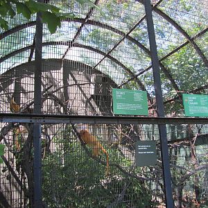 Bronx Zoo 2010 - Enclosure for Golden Lion Tamarin and Dusky Titi