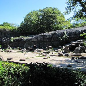 Bronx Zoo 2010 - First part of Brown Bear exhibit