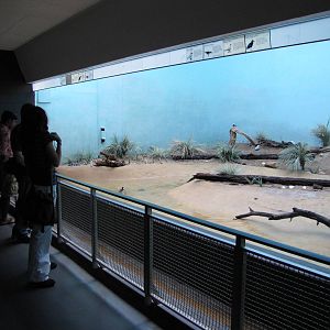 Bronx Zoo 2010 - Beach exhibit in Aquatic Birds building