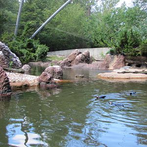 Bronx Zoo 2010 - Magellanic Penguins in Aitken Sea Bird Colony