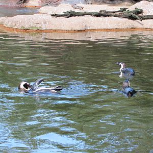 Bronx Zoo 2010 - Magellanic Penguins in Aitken Sea Bird Colony