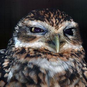Burrowing owl