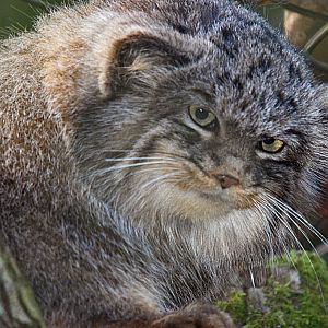 Pallas Cat