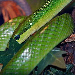 Green Racer Snake