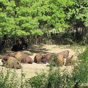 Bronx Zoo 2010 - American Bison in Bison Range