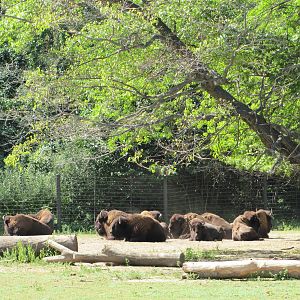 Bronx Zoo 2010 - American Bison in Bison Range
