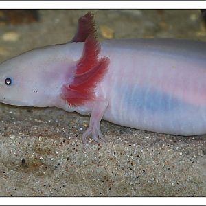 Axolotl