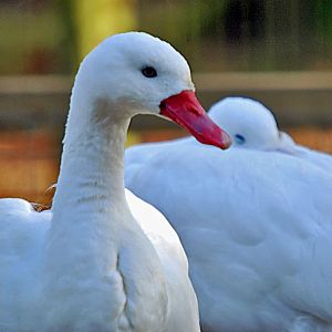 coscobora swans