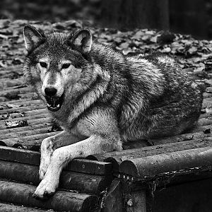 Grey Wolf