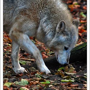 grey wolf