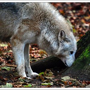 grey wolf