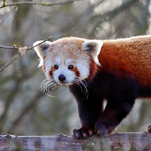 Male Red Panda