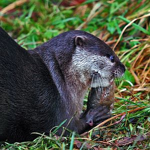 Asian short clawed otter