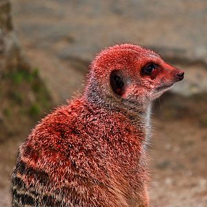 slender tailed meerkat
