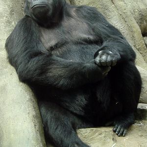 Gorilla beringei graueri  / Eastern gorilla (female Amahoro ISB-9922)