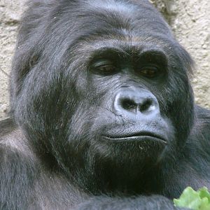 Gorilla beringei graueri  / Eastern gorilla (female Amahoro ISB-9922)