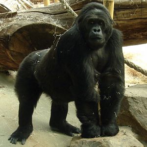 Gorilla beringei graueri  / Eastern gorilla (female Amahoro ISB-9922)
