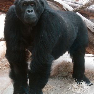 Gorilla beringei graueri  / Eastern gorilla (female Amahoro ISB-9922)
