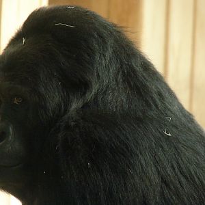 Gorilla beringei graueri  / Eastern gorilla (female Amahoro ISB-9922)