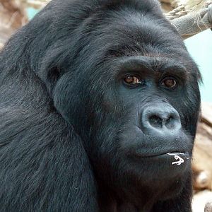 Gorilla beringei graueri  / Eastern gorilla (female Amahoro ISB-9922)