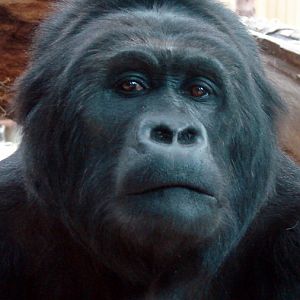 Gorilla beringei graueri  / Eastern gorilla (female Amahoro ISB-9922)