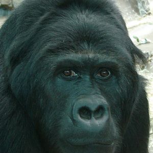 Gorilla beringei graueri  / Eastern gorilla (female Amahoro ISB-9922)