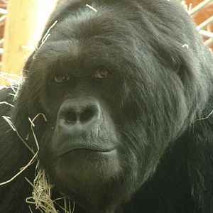 Gorilla beringei graueri  / Eastern gorilla (female Amahoro ISB-9922)