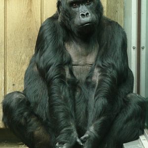 Gorilla beringei graueri / Eastern gorilla (female Victoria ISB-9919)