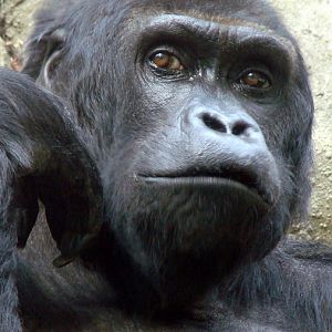 Gorilla beringei graueri / Eastern gorilla (female Victoria ISB-9919)