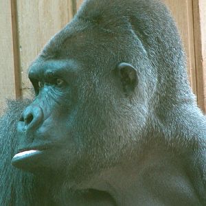 Gorilla gorilla gorilla / Western gorilla (male Kumba ISB-629)