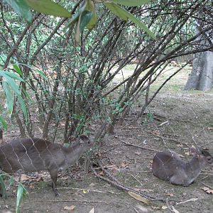 Bronx Zoo 2010 - Maxwells Duikers in Congo Gorilla Forest
