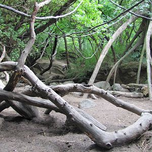 Bronx Zoo 2010 - Part of Mandrill exhibit in Congo Gorilla Forest